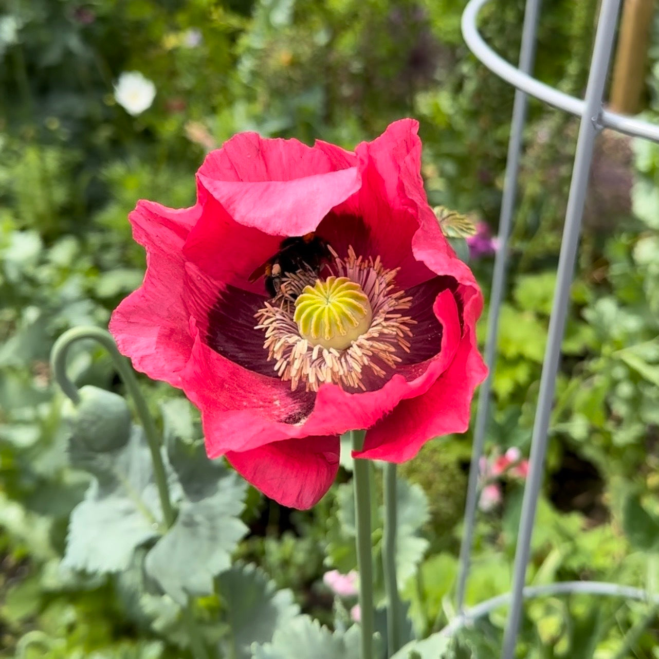 9th Anniversary Gift - Poppy Flower Necklace - 9kt Gold