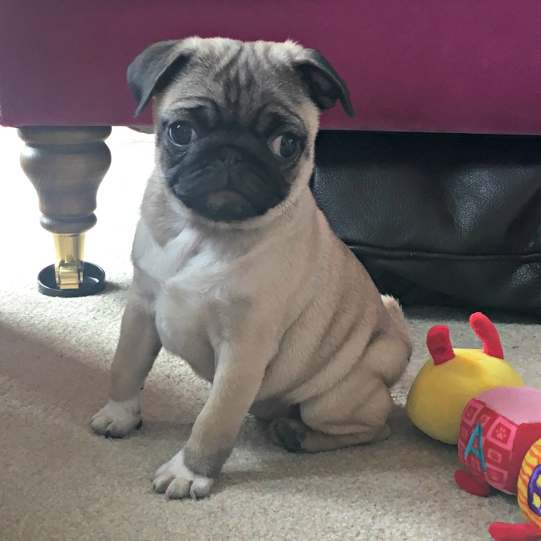 New beginnings: April the pug puppy joins the team
