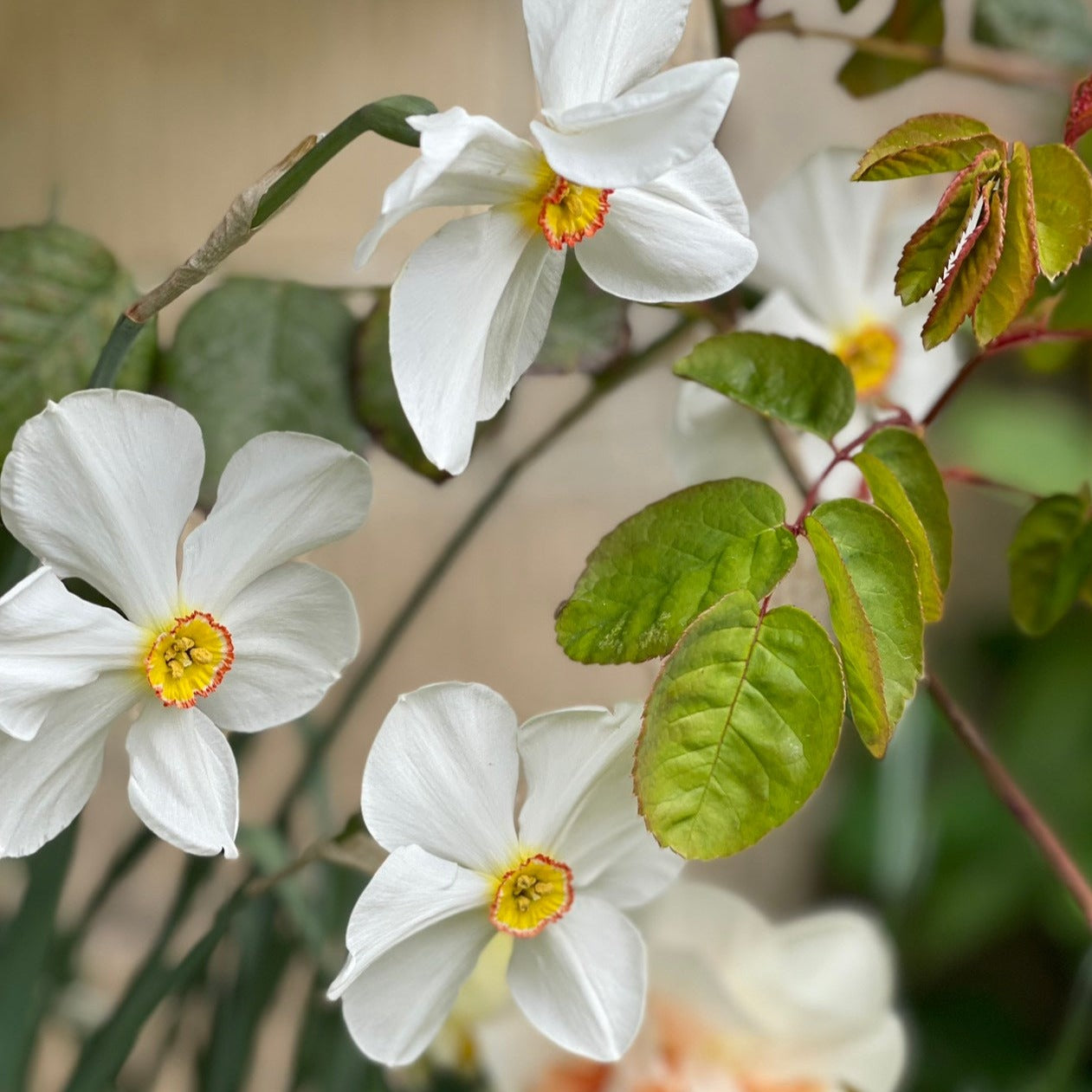 December Birth Flower Necklace Daffodil Gold Vermeil Honey Willow