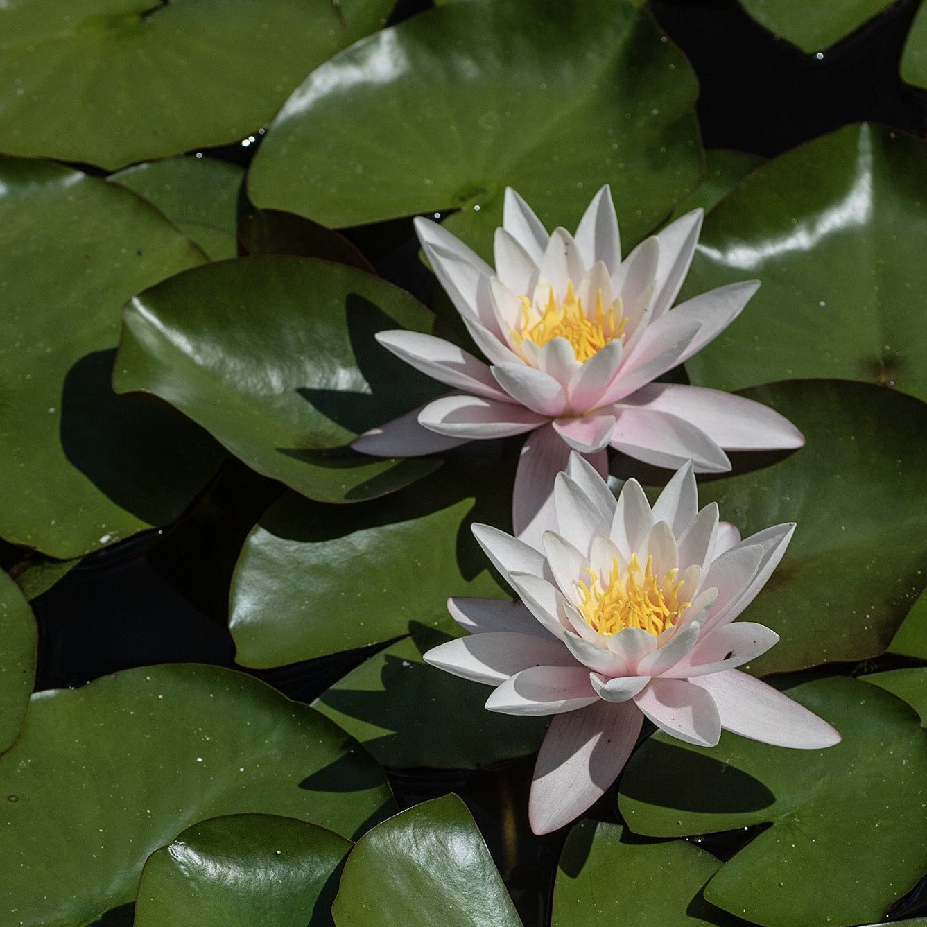 July Birth Flower Earrings - Water Lily - 9kt Gold