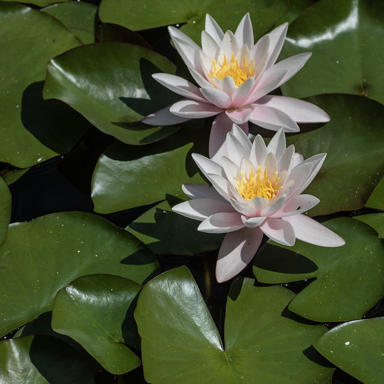 Water Lily Set with Lotus Mist Ring￼ – Totapari